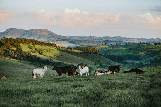 Cattle on hills, as God says in Psalm 50:1-12, "For every beast of the forest is Mine, And the cattle on a thousand hills..."