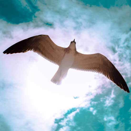 Holy Spirit coming down from heaven in the form of a dove when John baptized Jesus in the Jordan river in Matthew 3