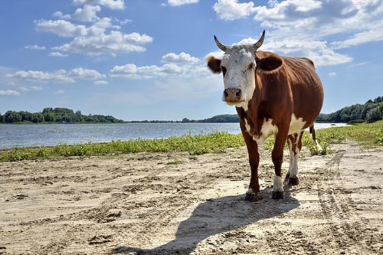 Healthy cow near riverbank, as we study Pharaoh's dream of 7 years of plenty, followed by 7 years of famine.