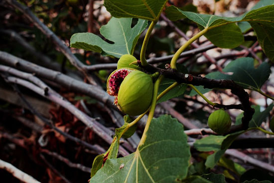 Fig on a tree as we learn fruits of godly character show in the lives of a true prophet, as healthy tree bears good fruit.