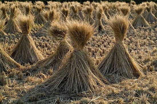 Grain bundles during the harvest, as Joseph shares his dream where his brother's bundles bowed down to his bundle of grain.