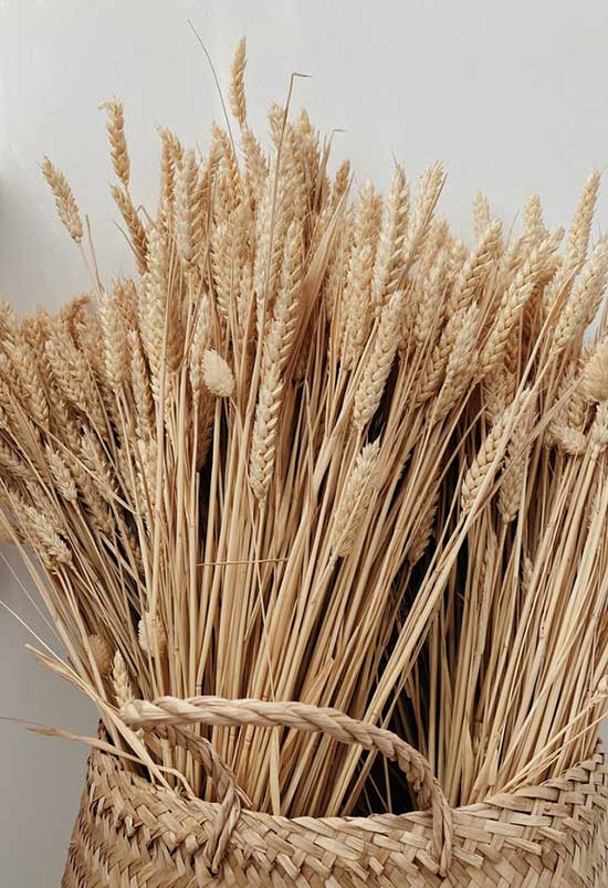 Grains stored up in baskets, as we study how Joseph, during 7 years of plenty, stored it safely in store houses.