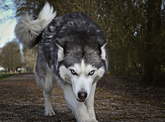 Wolf as study how false prophet mix a few tiny lines in a mostly true message to deceive and devour the flock of Christ.