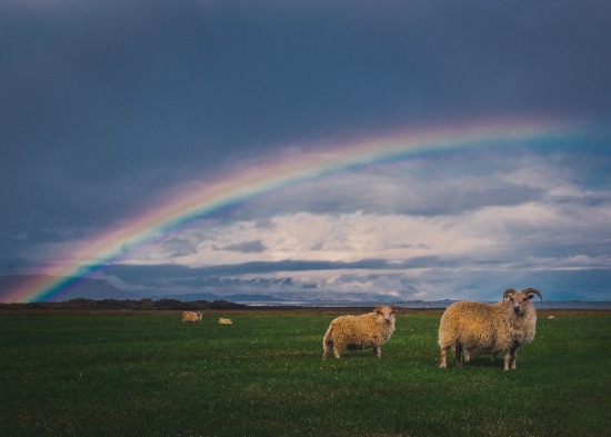 Sheep on green pasture, with rainbow in the background, as we read about the new heaven and the new earth in Revelation 21.