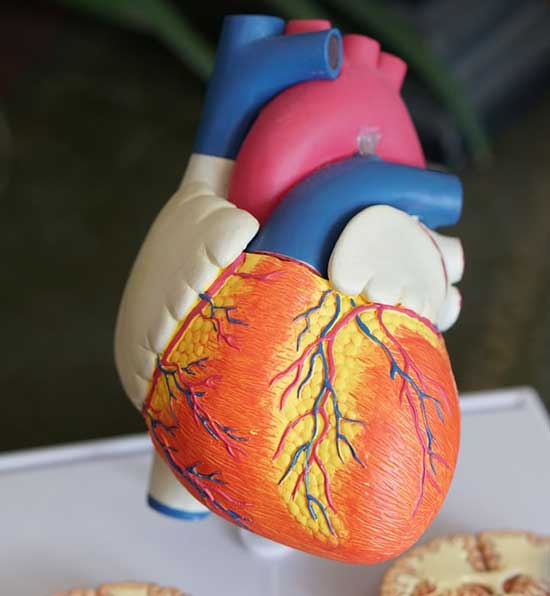 A model of a human heart