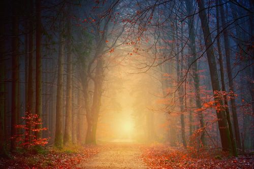 Beautiful path in midst of woods leading to light as we learn about Ellen White's vision of Advent people on a narrow pathway