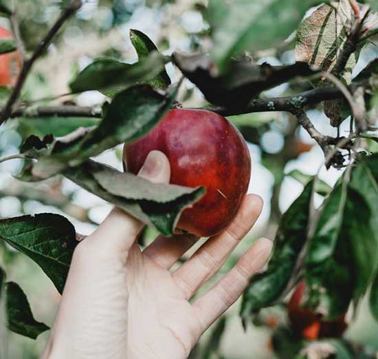 A hand picking the forbidden fruit, which caused Adam and Eve to sin