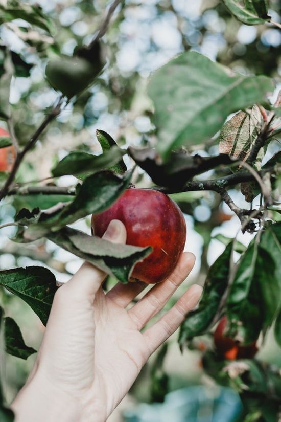 Eve's hand plucking the fruit from the garden, reminding us the reason God chose people to overcome sin.