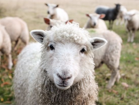 Sheep like those that were sacrificed in the sanctuary by priests of Israel.