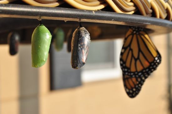 The metamorphosis of a butterfly representing the struggle and change in the children of Israel. 