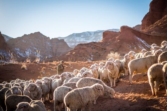 A shepherd herding sheep, illustrating the role of a pastor