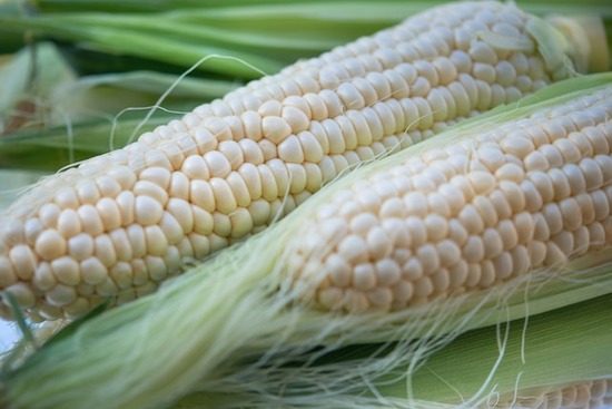 Ears of corn in their husks