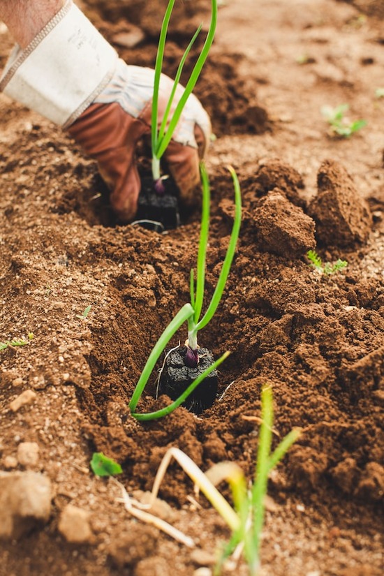 A person putting plants in the ground, illustrating the work of a literature evangelist