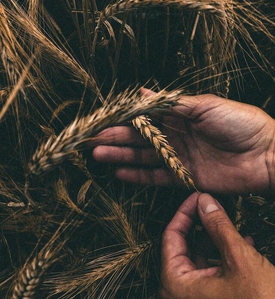 Hands holding grains of wheat for harvest, representing the harvest, described in Revelation 14, that will take place at Jesus' second coming